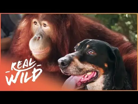 Oddest Friendships Between Animals | Animal Odd Couples | Real Wild