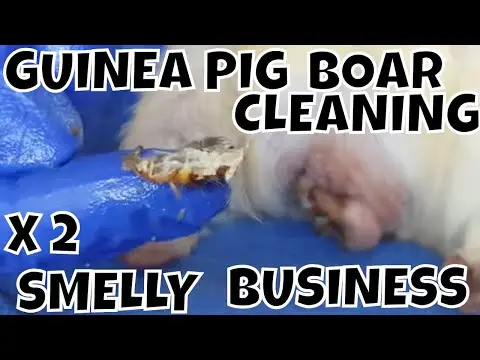 Two Guinea Pig Boy Cleaning Smelly Business at LAGPR