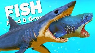 prognathodon feed and grow fish