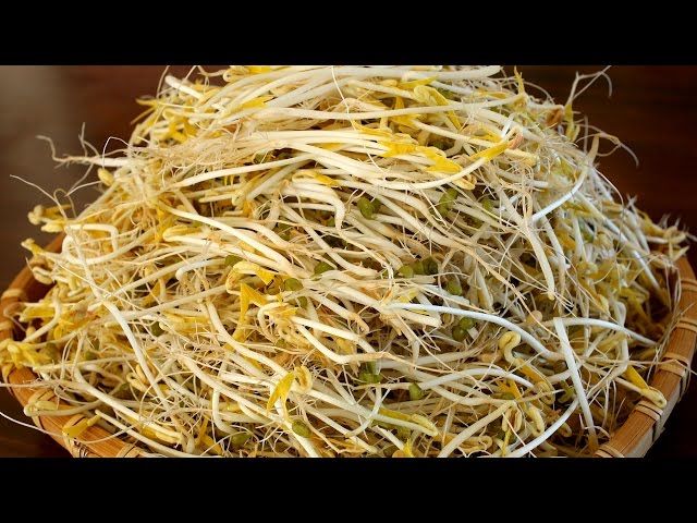 How to grow mung bean sprouts (Sukju-namul: ????)