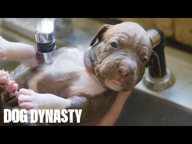 Giant Pitbull Hulks 15000 Puppies Dog Dynasty Ytread