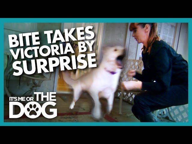 Surprise Attack During Training Shocks Victoria Ytread