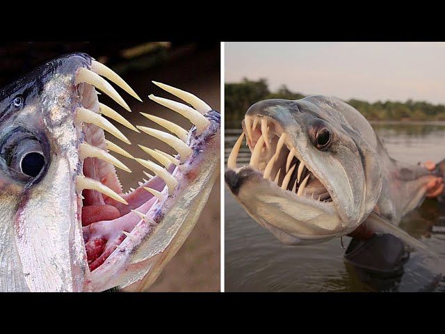 10 Deadliest River Monsters Of The Amazon Ytread