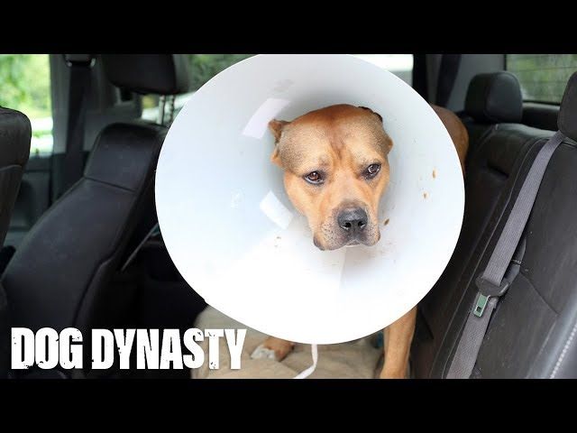 Super Pit Bull Ace Undergoes Surgery Dog Dynasty Ytread