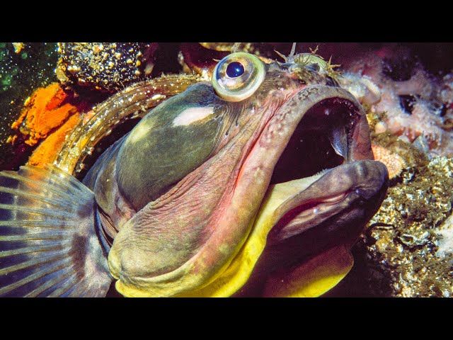 Sarcastic Fringehead Fights For Territory | Life | BBC Earth