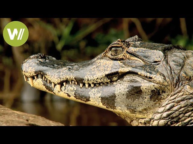 Secret Brazil: amazing aquatic wildlife | Animal documentary - Part 2/2