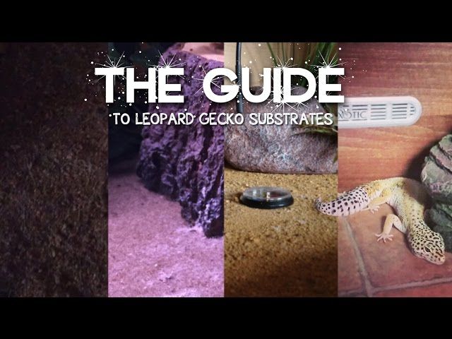 Complete Guide to Leopard Gecko Substrates - YTread